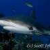 shark_caribbean_bc1_jar_h_0079_cub1824.jpg